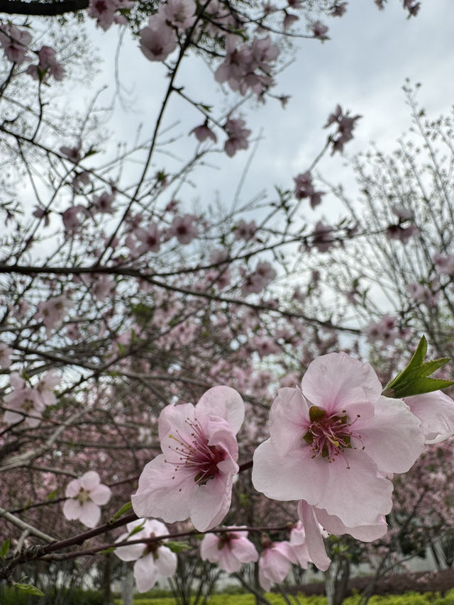 A Serendipitous Sakura Stroll: West Garden Temple’s Floral Paradise by the Canal