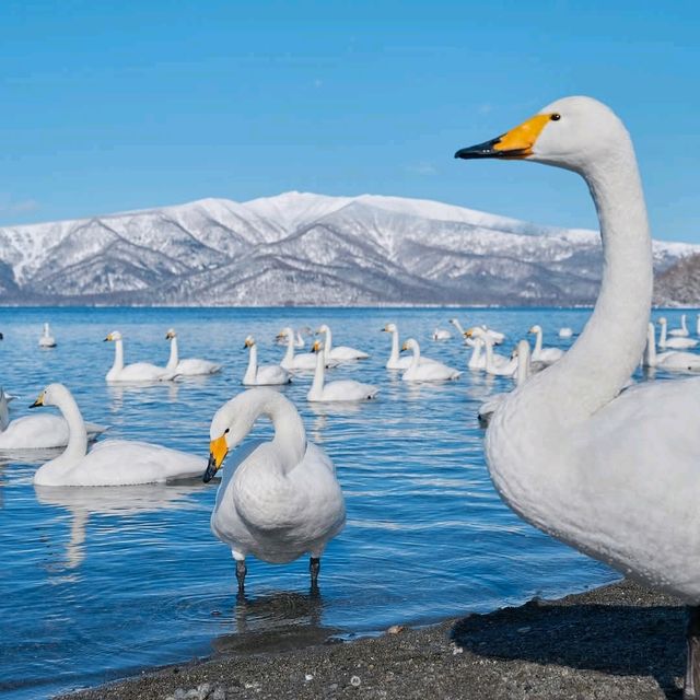 Hokkaido Japan