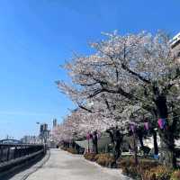 來張櫻花與晴空塔同框美照！隅田川公園賞櫻。