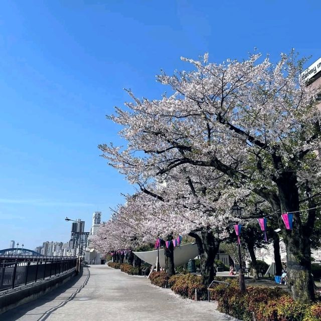 來張櫻花與晴空塔同框美照！隅田川公園賞櫻。