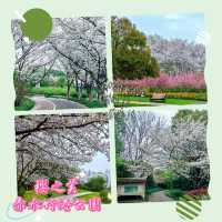 赤水竹海公園～微雨中的“櫻花雨”