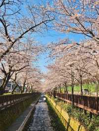 JINHAE ECO PARK | A BREATHTAKING CHERRY BLOSSOM WONDERLAND