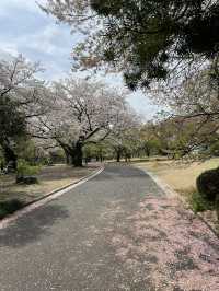 Spring Blossoms at Shinjuku Gyoen🌸