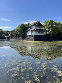 Spring Blossoms at the Imperial Palace🌼