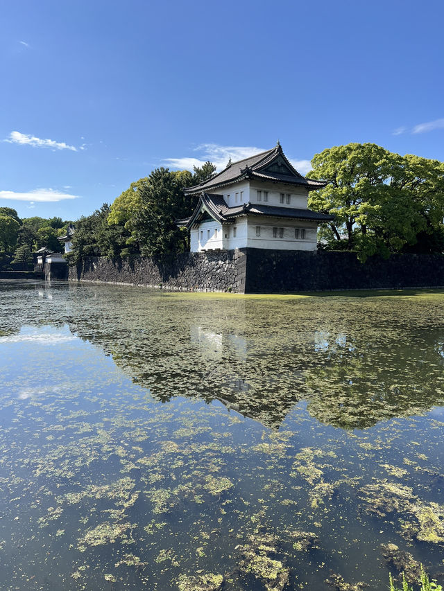 Spring Blossoms at the Imperial Palace🌼