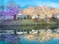 福岡舞鶴公園賞櫻美景
