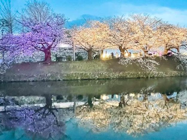 福岡舞鶴公園賞櫻美景