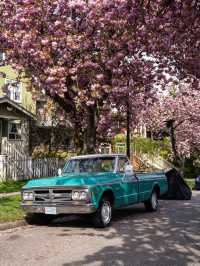 バンクーバーの桜：春の街を彩るピンクのトンネル