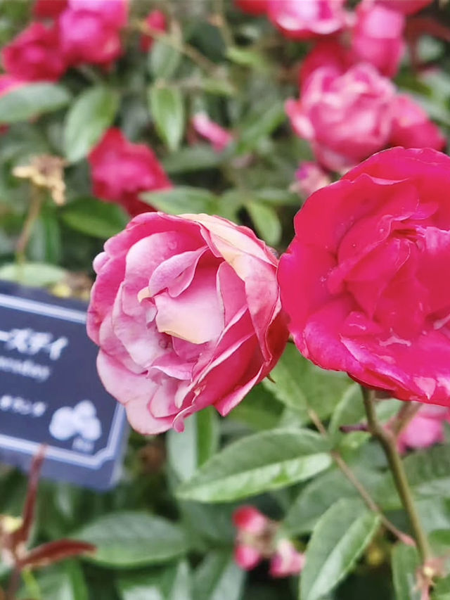 Spring Blooms at Yamashita Park🌷