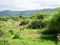 Spring Trip to Tanzania: Exploring Lake Manyara National Park