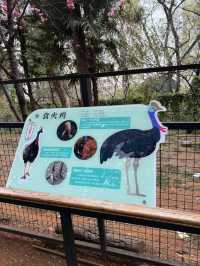Kunming Zoo จุดชมดอกไม้บาน