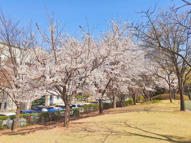 🌸서울 근교, 고양시 덕양구 지도공원 봄여행 장소 추천🌸