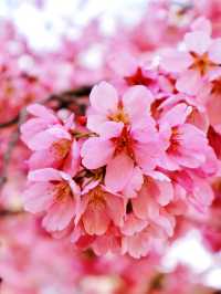 嵐山隱世賞樱秘境🌸車折神社⛩️