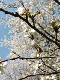 Wuxi Yuantouzhu Cherry Blossoms - China's Most Stunning Lakeside Sakura