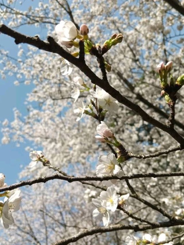 Wuxi Yuantouzhu Cherry Blossoms - China's Most Stunning Lakeside Sakura