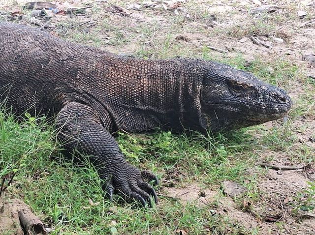Komodo National Park, Indonesia – Dragons, Reefs, and Responsible Exploration