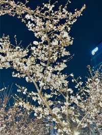 밤에 피는 팝콘을 볼 수 있는 곳🌸🌸벚꽃놀이