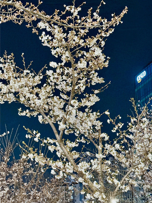 밤에 피는 팝콘을 볼 수 있는 곳🌸🌸벚꽃놀이