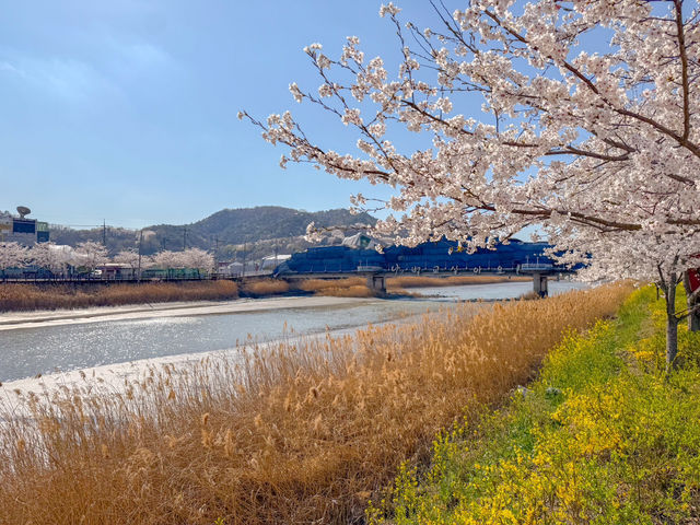보성 벚꽃 명소