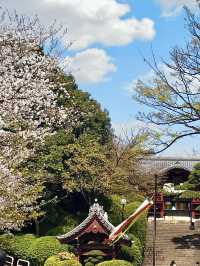 Spring Outing: Gokokuji Temple🌸