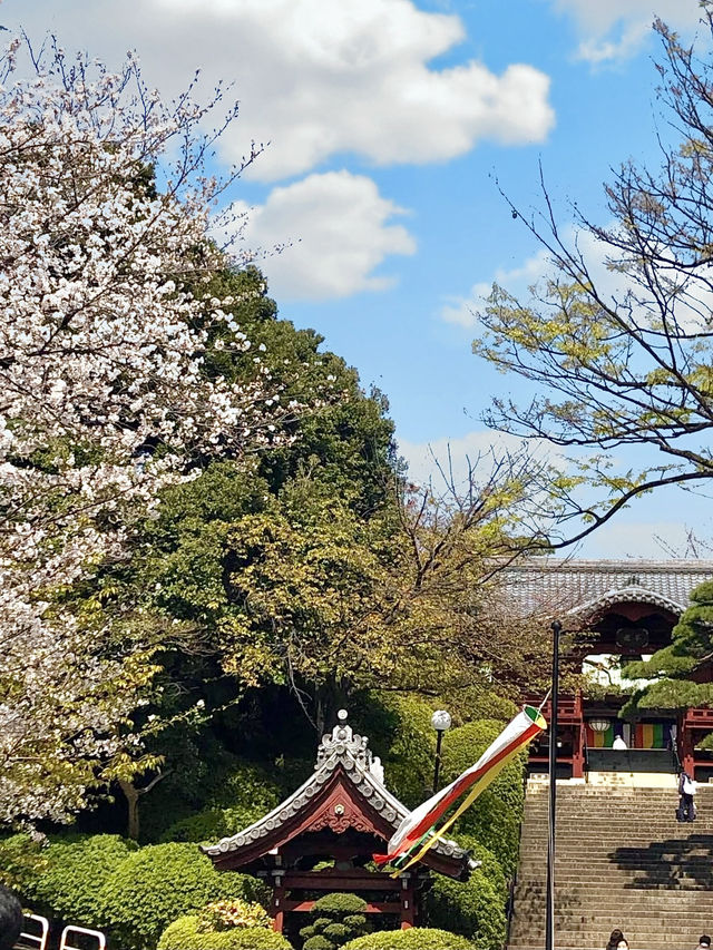 Spring Outing: Gokokuji Temple🌸