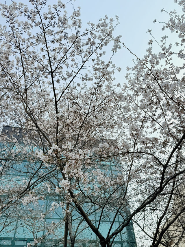 봄을 즐겨보세요~!