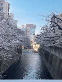 東京賞櫻🌸不要再只去中目黑了～