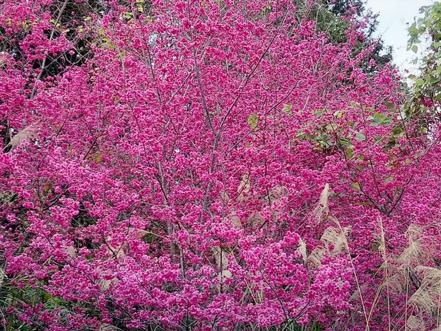 🌸** 山林自然景觀與櫻花浪漫的美麗步道**🌸