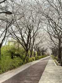 Cherry Blossoms in Busan and Seoul SK 2025