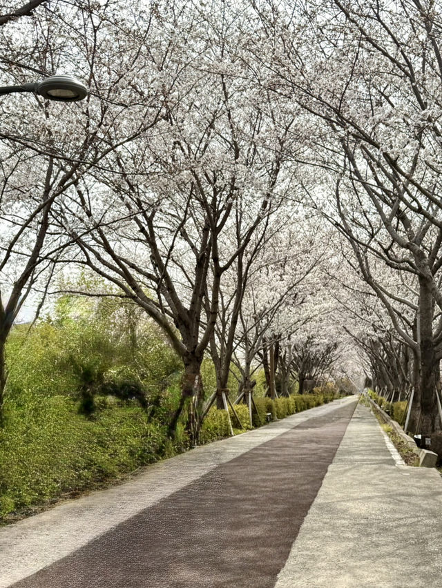 Cherry Blossoms in Busan and Seoul SK 2025