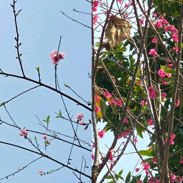 🌸香港秘密花園🌸