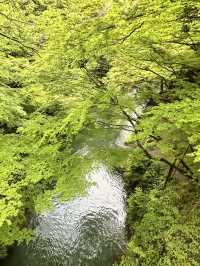 【石川×山中温泉】総ひのき造りの風雅な橋