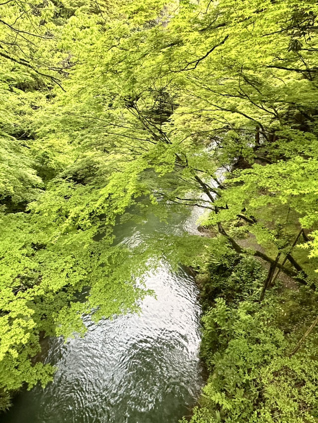 【石川×山中温泉】総ひのき造りの風雅な橋