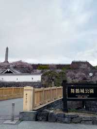 桜と石垣の絶景スポット｜Maizuru Castle Park in Full Bloom