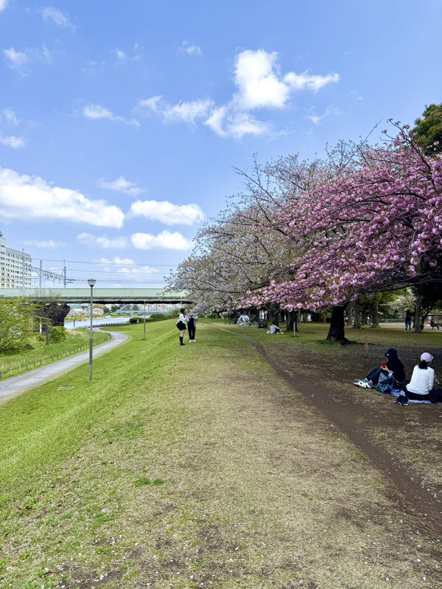 A Spring Stroll at Kyunakagawa Mizube Park
