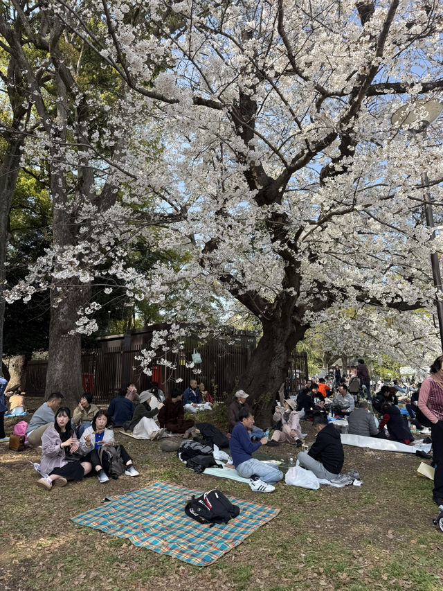 벚꽃 명소의 정석, 우에노 공원🌸