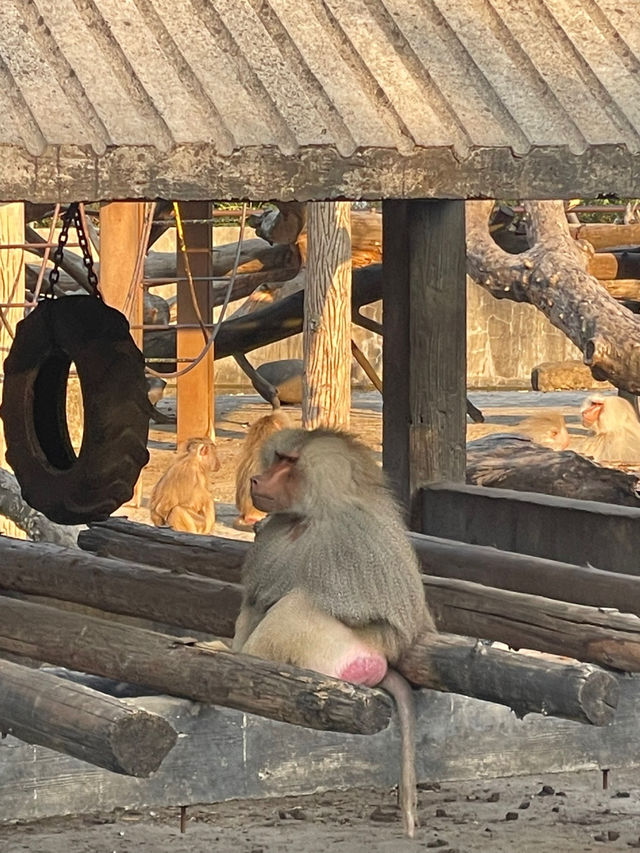 上海动物园 상하이 동물원 후기+꿀팁