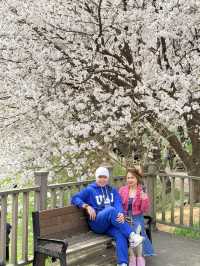CHERRY BLOSSOMS IN SOUTH KOREA