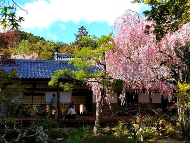 京都龍安寺，櫻花與禪風枯山水結合的美妙庭園