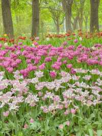 그냥 산책하러 갔는데… 완전 튤립축제🌼