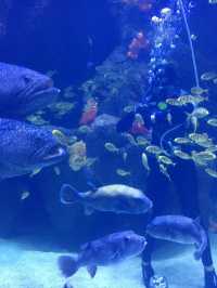 “Aquaria KLCC — Dive Into an Underwater World in the Heart of Kuala Lumpur”