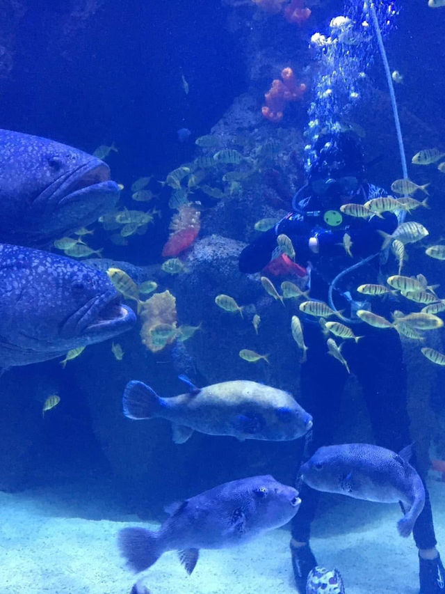 “Aquaria KLCC — Dive Into an Underwater World in the Heart of Kuala Lumpur”