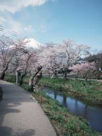 mountaim fuji with cherry blossom season 