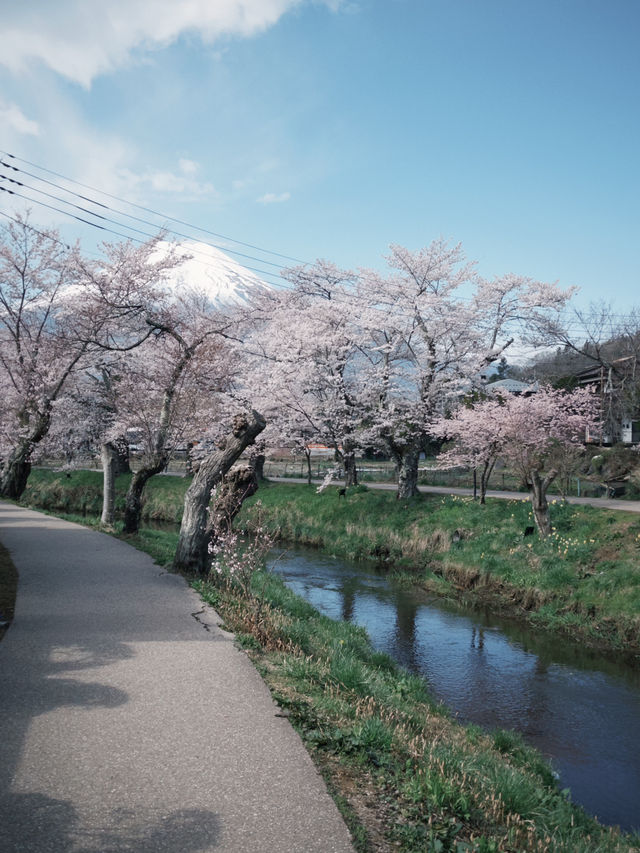mountaim fuji with cherry blossom season 