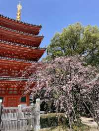 福岡櫻花富翁