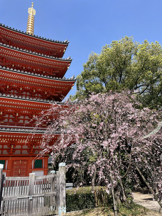 福岡櫻花富翁