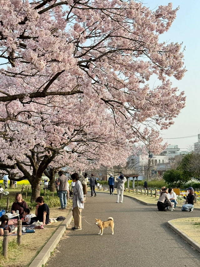 Tokyo's Hidden Cherry Blossom Spot – Full Bloom at Ashikaga Heisei Park! 🌸