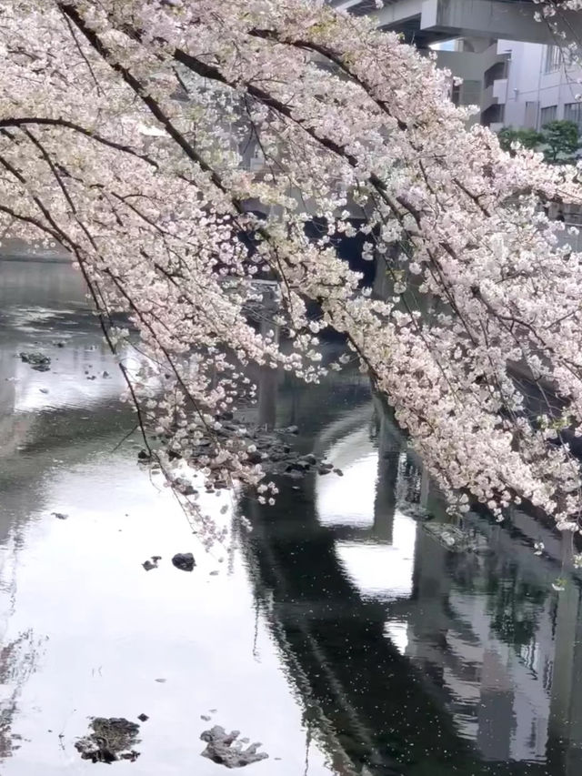 🌸 Tokyo's Quiet Cherry Blossom Spot Perfect for a Peaceful Walk 🌸