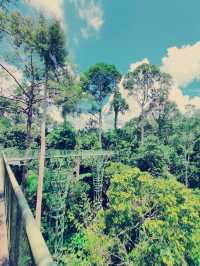 My Wild (& Slightly Sweaty) Adventure in Sandakan Rainforest Park 🌿🐒