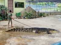 Snap Happy at Tuaran Crocodile Farm: Jaws-Dropping Fun! 🐊📸